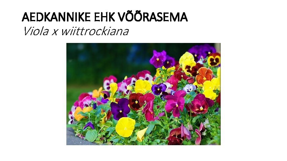 AEDKANNIKE EHK VÕÕRASEMA Viola x wiittrockiana 