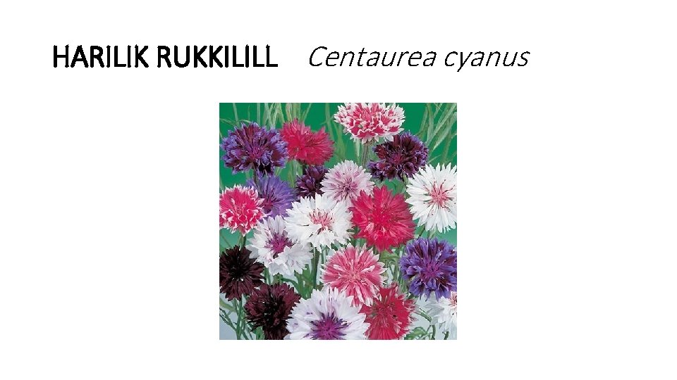 HARILIK RUKKILILL Centaurea cyanus 