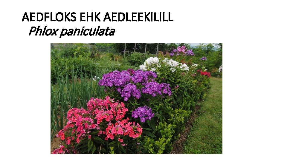 AEDFLOKS EHK AEDLEEKILILL Phlox paniculata 