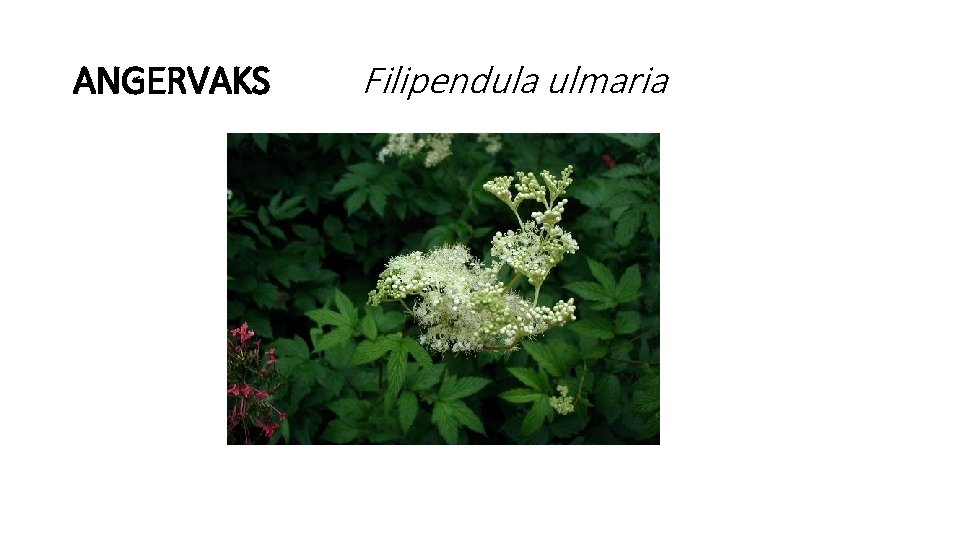 ANGERVAKS Filipendula ulmaria 