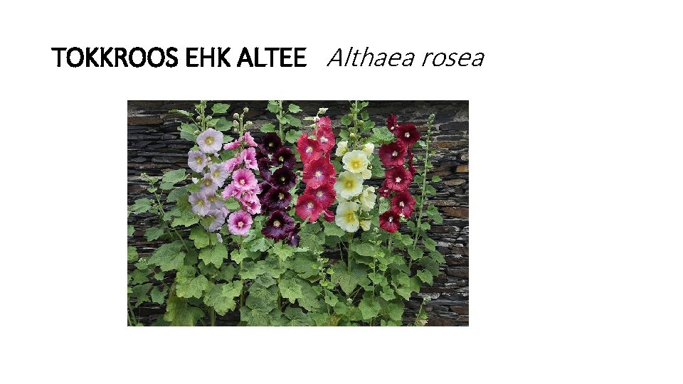 TOKKROOS EHK ALTEE Althaea rosea 