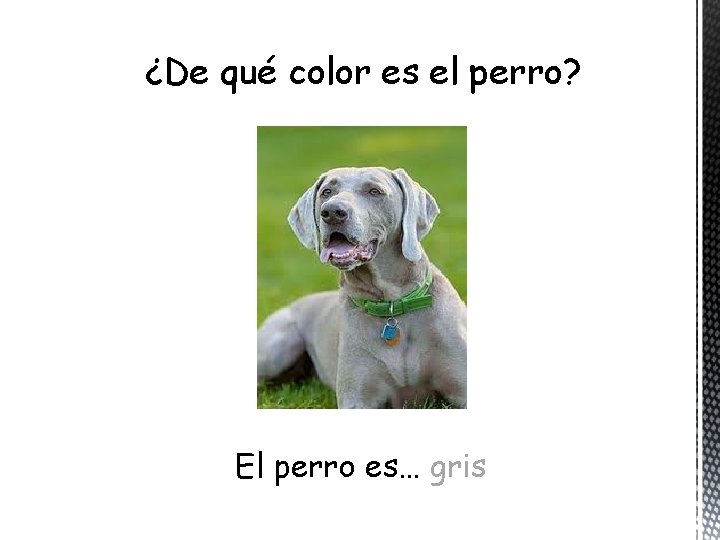 ¿De qué color es el perro? El perro es… gris 