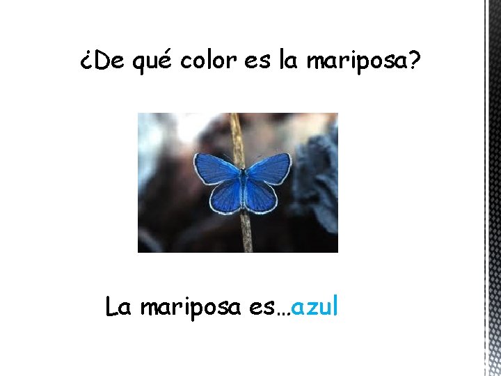 ¿De qué color es la mariposa? La mariposa es…azul 