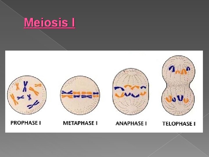 Meiosis I 