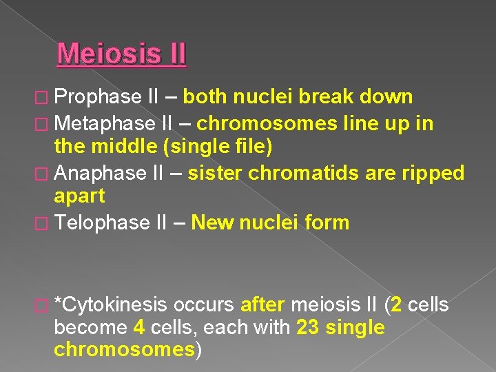 Meiosis II � Prophase II – both nuclei break down � Metaphase II –