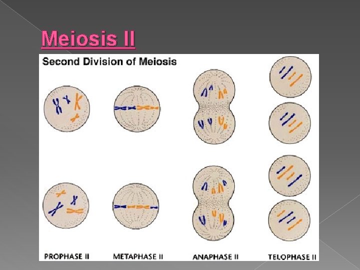 Meiosis II 