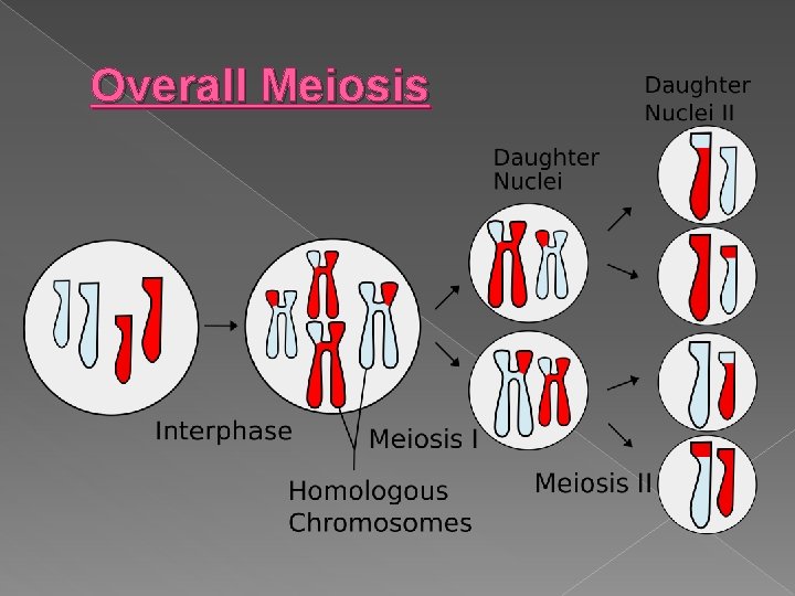 Overall Meiosis 