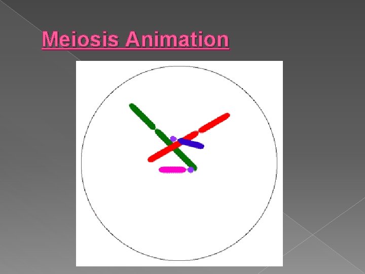 Meiosis Animation 