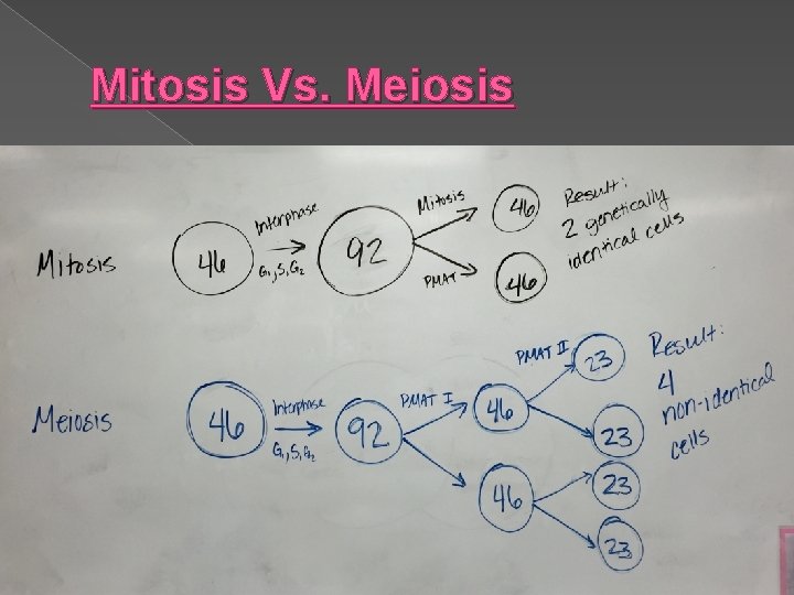 Mitosis Vs. Meiosis 