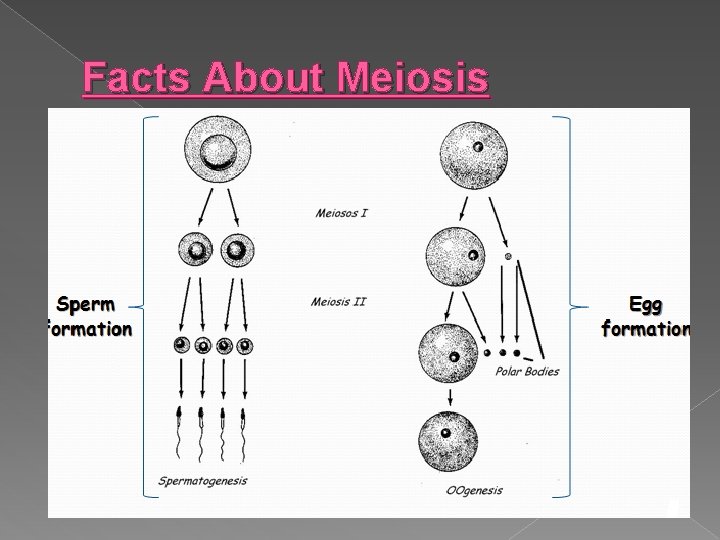 Facts About Meiosis 