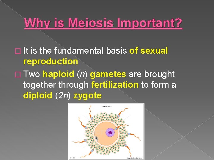 Why is Meiosis Important? � It is the fundamental basis of sexual reproduction �