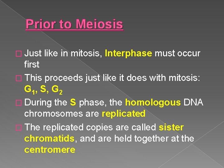 Prior to Meiosis � Just like in mitosis, Interphase must occur first � This