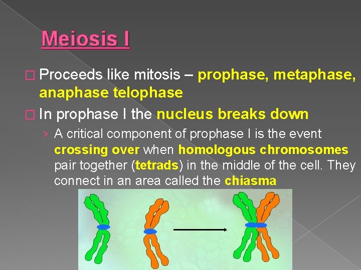 Meiosis I � Proceeds like mitosis – prophase, metaphase, anaphase telophase � In prophase
