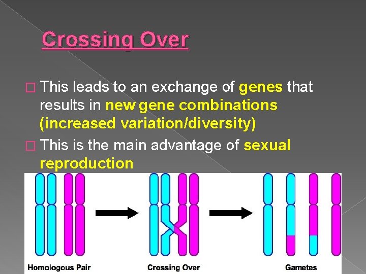 Crossing Over � This leads to an exchange of genes that results in new