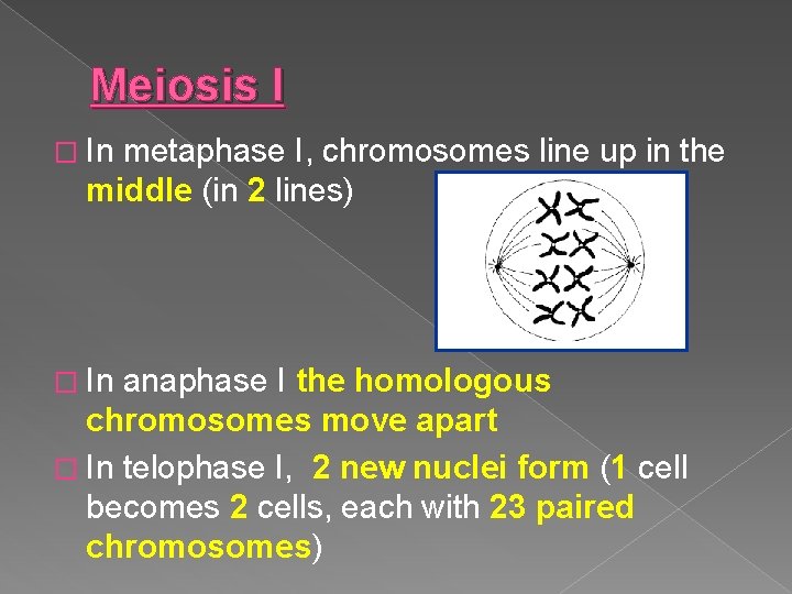 Meiosis I � In metaphase I, chromosomes line up in the middle (in 2