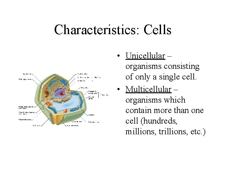 Characteristics: Cells • Unicellular – organisms consisting of only a single cell. • Multicellular