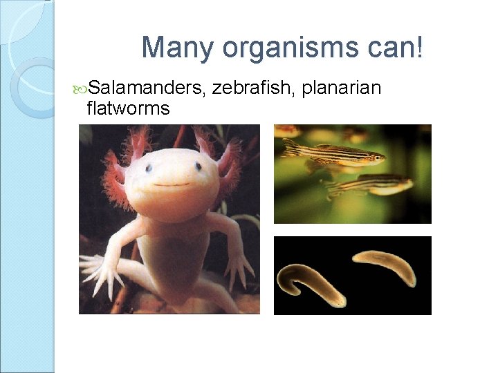 Many organisms can! Salamanders, flatworms zebrafish, planarian 