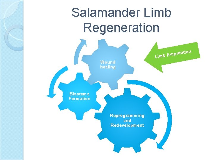 Salamander Limb Regeneration mputa A b m i L Wound healing Blastema Formation Reprogramming