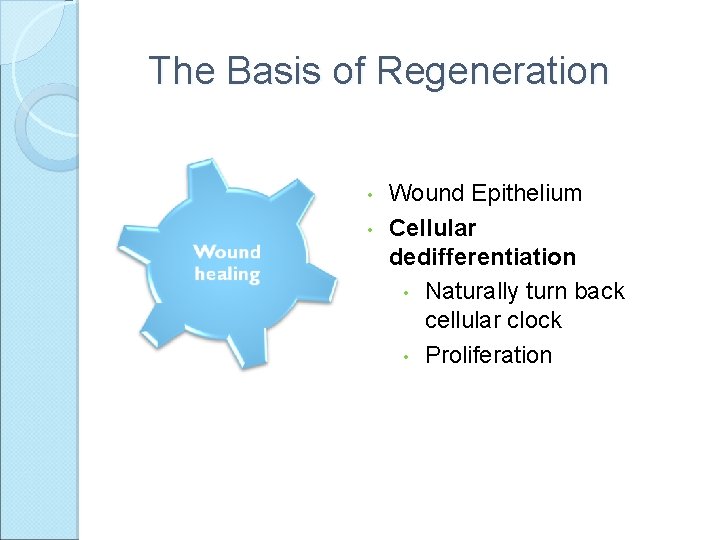 The Basis of Regeneration • • Wound Epithelium Cellular dedifferentiation • Naturally turn back