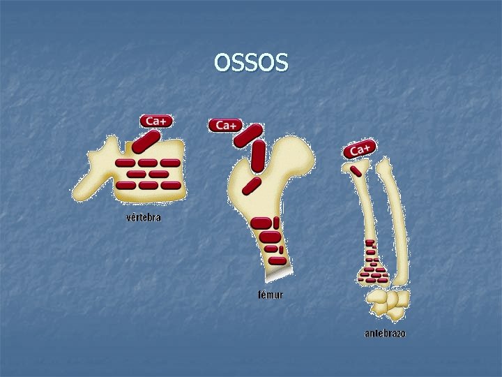 ossos 