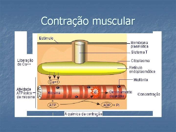 Contração muscular 