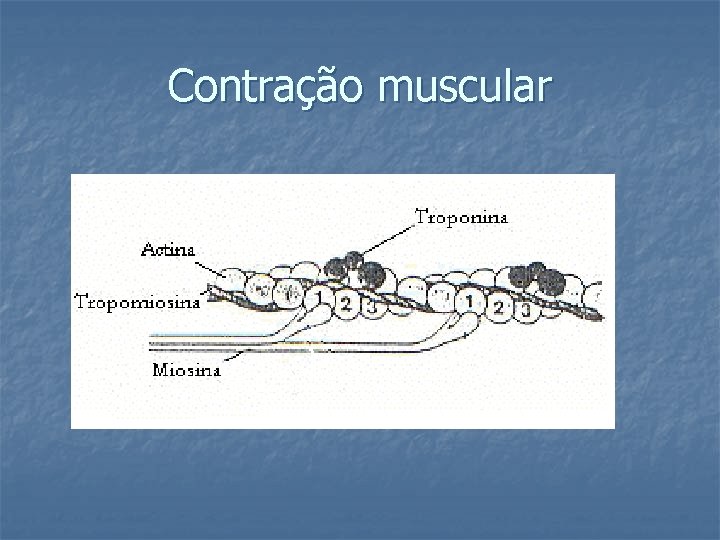 Contração muscular 