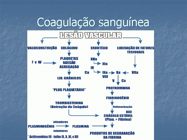 Coagulação sanguínea 