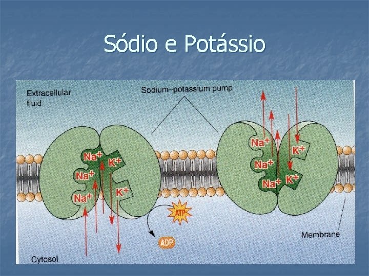 Sódio e Potássio 