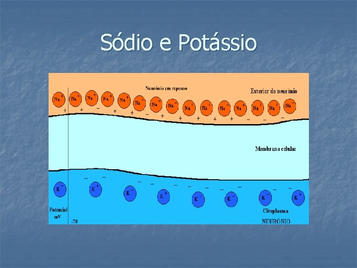 Sódio e Potássio 
