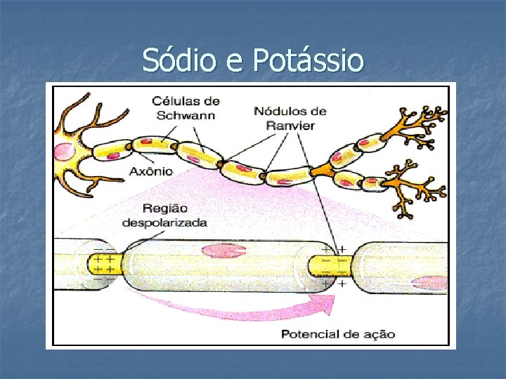 Sódio e Potássio 