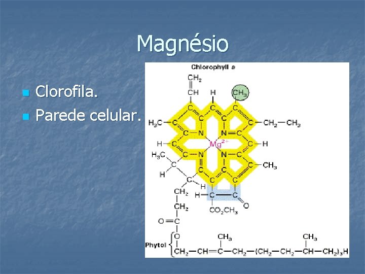 Magnésio n n Clorofila. Parede celular. 