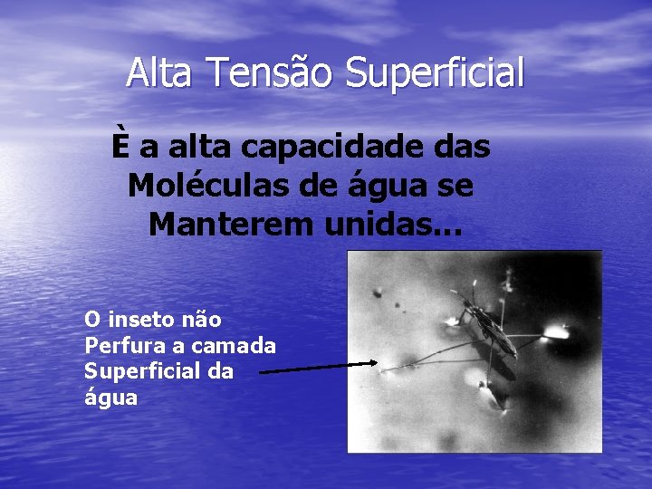 Alta Tensão Superficial È a alta capacidade das Moléculas de água se Manterem unidas.