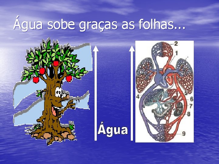 Água sobe graças as folhas. . . 