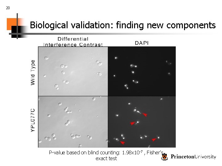 20 Biological validation: finding new components P-value based on blind counting: 1. 98 x