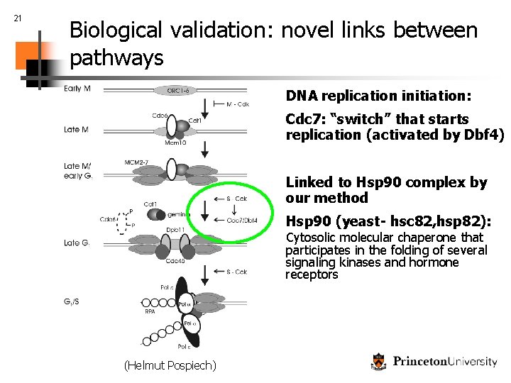 21 Biological validation: novel links between pathways DNA replication initiation: Cdc 7: “switch” that