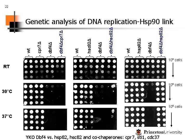 22 dbf 4Δhsp 82Δ dbf 4Δ hsp 82Δ wt dbf 4Δhsc 82Δ dbf 4Δ