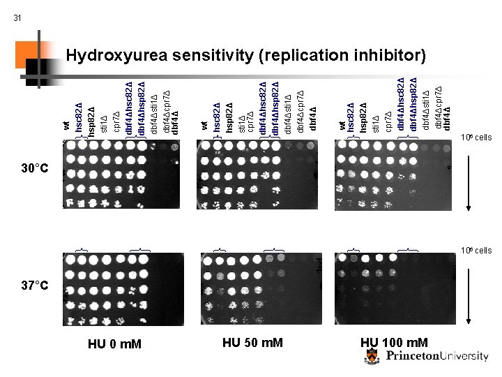 HU 0 m. M HU 50 m. M wt hsc 82Δ hsp 82Δ sti