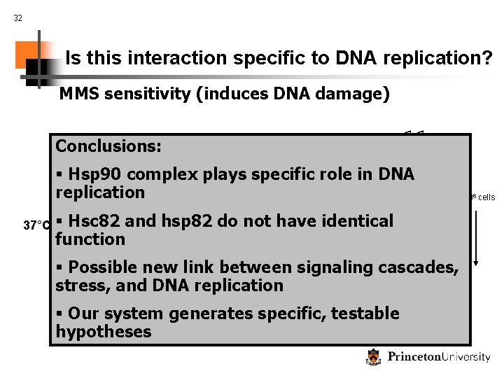 32 Is this interaction specific to DNA replication? wt hsc 82Δ hsp 82Δ sti