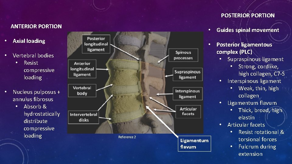 POSTERIOR PORTION ANTERIOR PORTION • Guides spinal movement • Axial loading • Vertebral bodies
