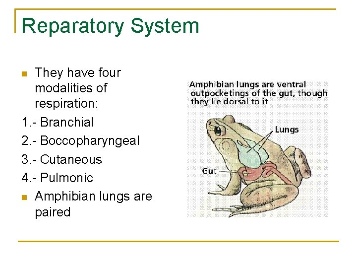 Reparatory System They have four modalities of respiration: 1. - Branchial 2. - Boccopharyngeal