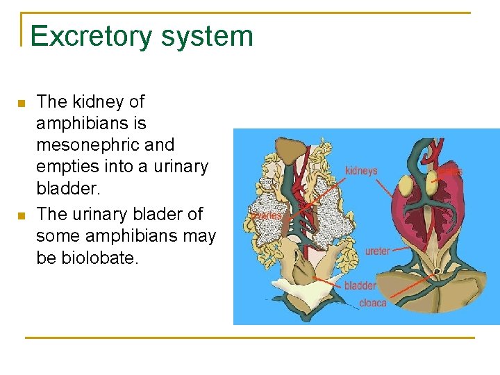 Excretory system n n The kidney of amphibians is mesonephric and empties into a