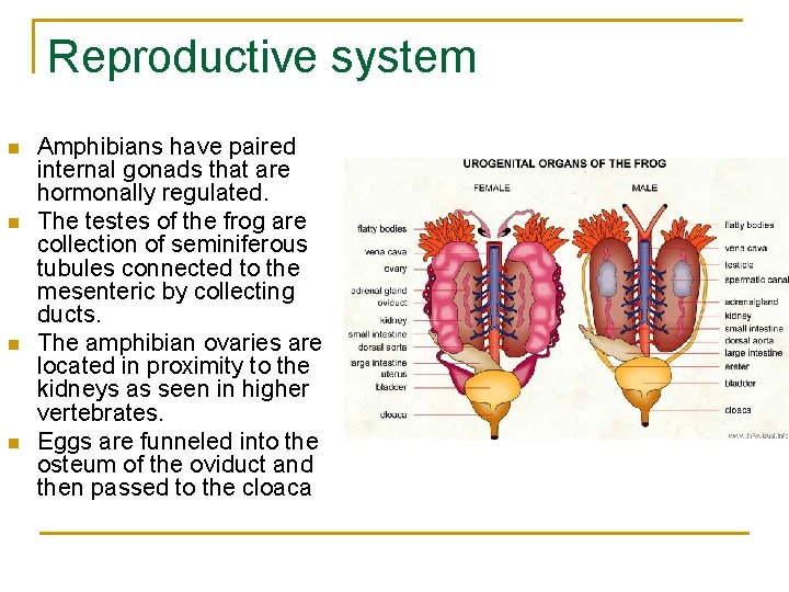 Reproductive system n n Amphibians have paired internal gonads that are hormonally regulated. The