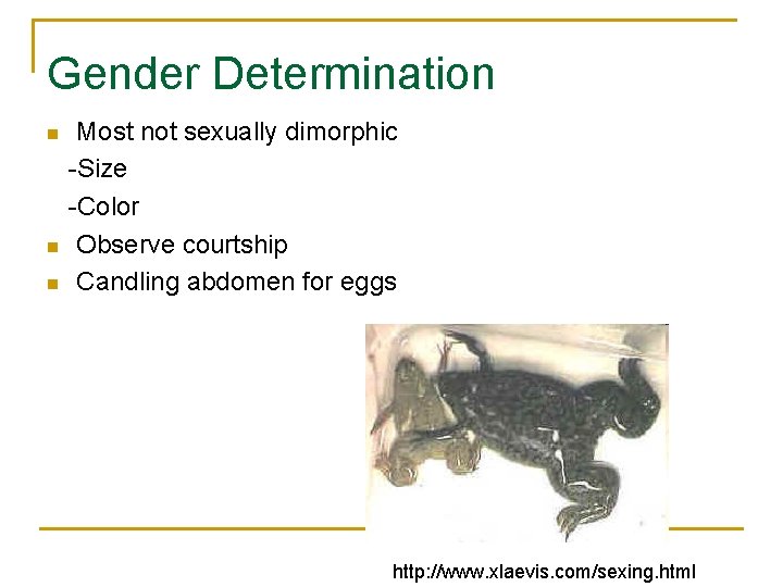 Gender Determination n Most not sexually dimorphic -Size -Color Observe courtship Candling abdomen for