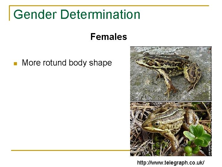 Gender Determination Females n More rotund body shape http: //www. telegraph. co. uk/ 