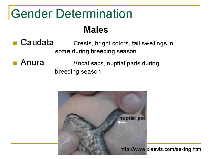 Gender Determination Males n Caudata Crests, bright colors, tail swellings in some during breeding