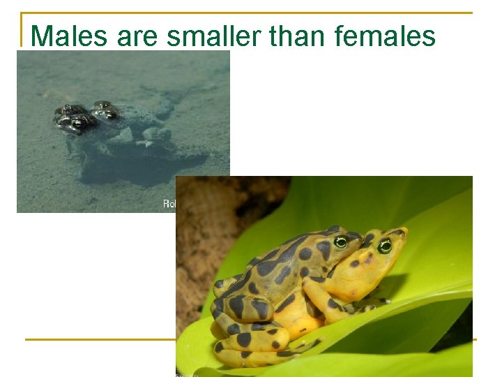 Males are smaller than females 