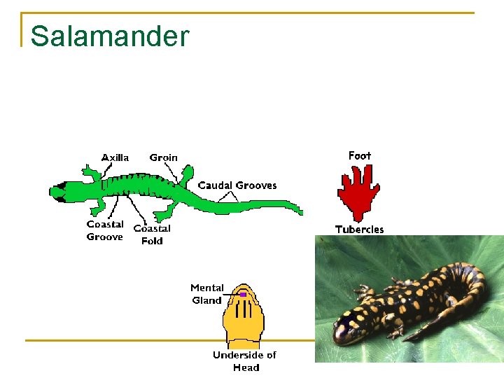 Salamander 