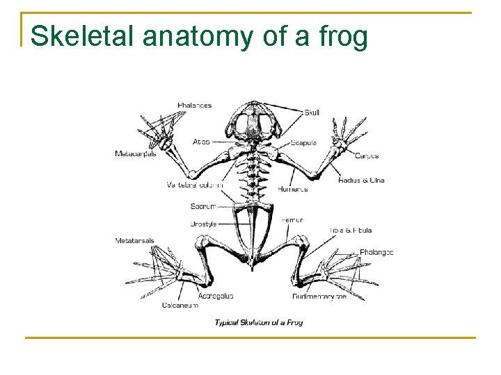 Skeletal anatomy of a frog 