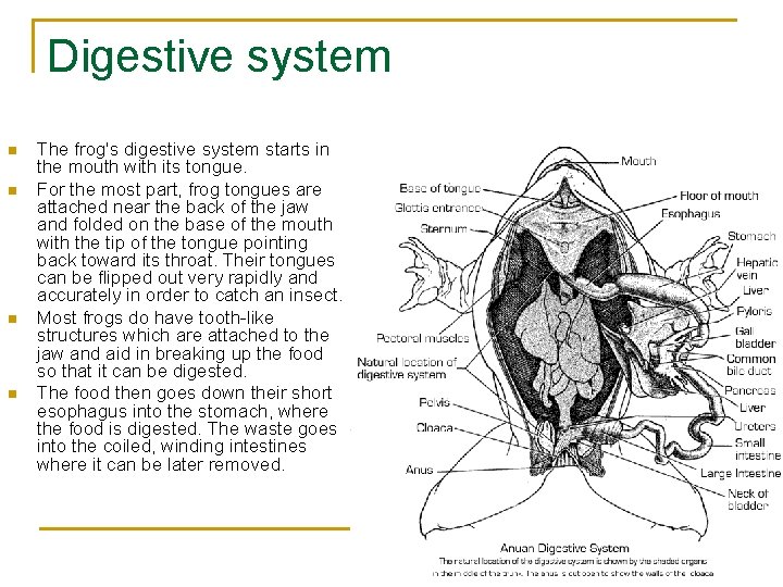 Digestive system n n The frog's digestive system starts in the mouth with its