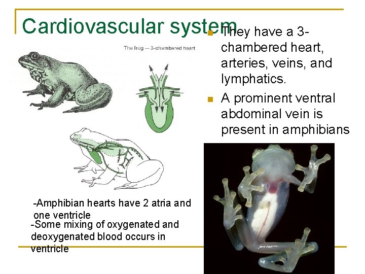 Cardiovascular system n They have a 3 - n -Amphibian hearts have 2 atria